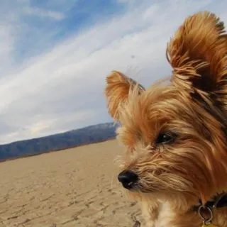 yorkie on the beach