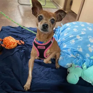 Coco the chihuahua tiny brown chihuahua