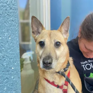 blonde shepherd mix blonde shepherd mix