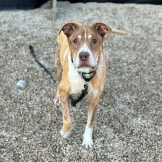 mixed breed dog on leash