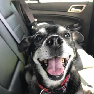 black dog smiling in car