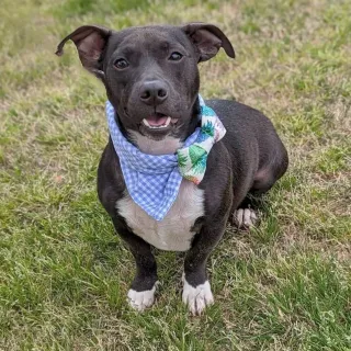 Mr. Louie outside mixed breed dog with bandana