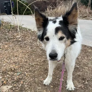 white and brown collie