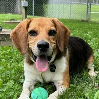 Hollis with green ball beagle with green ball