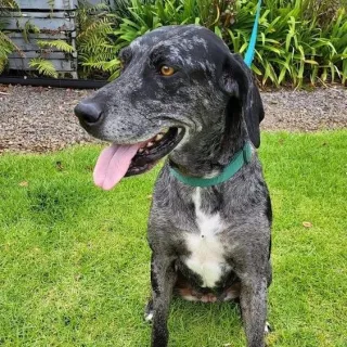 Summer looking to the left black dog looking left