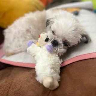 Bucky with Lamb Chop toy small white dog curled up with Lamb Chop toy