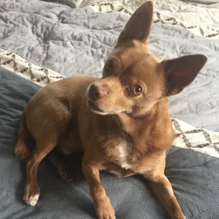 Linus brown chihuahua-type dog