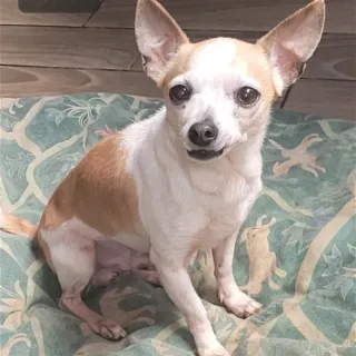 Small brown and white dog on green rug