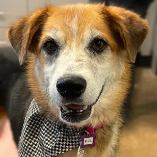 Brown and white dog