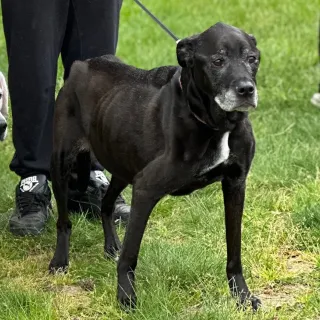 Black dog on leash