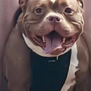 Meatball Brown dog with white chest