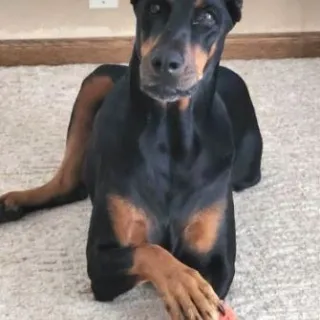Reagan Doberman with orange ball