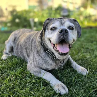 Pug in the grass