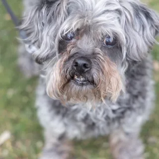 Grey Dog looking at camera