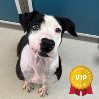 Dottie Black and white dog looking up at camera
