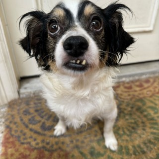 Black and white dog with overbite
