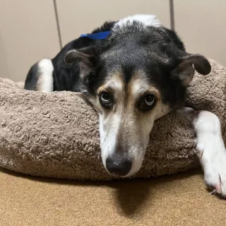 Lola Black and white dog lying in a dog bed
