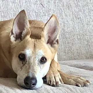 Brown and white dog