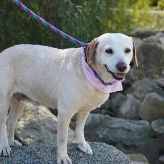 Shirley Yellow lab on leash