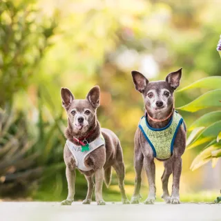 Nadeen and Nano Two small dogs outside