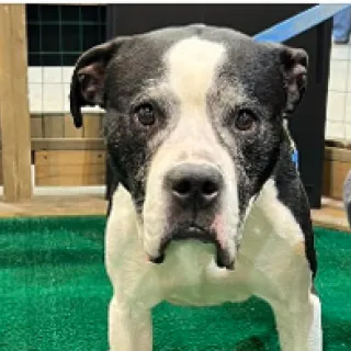 Black and white dog looking at camera