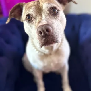 Brown dog looking at camera with head tilted slightly