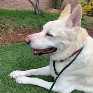 Shepherd in grass