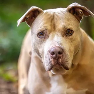 Dexter Brown dog outside