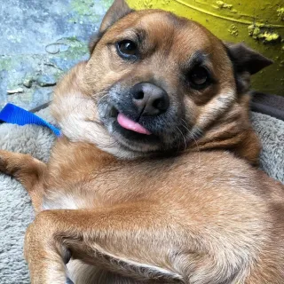 Percy brown dog laying down