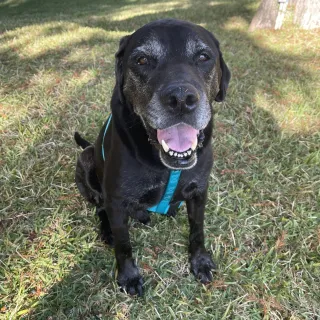 Black dog on grass