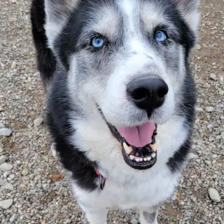 Husky facing the camera