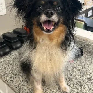 Jerry Black and whit dog sitting on counter