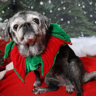 Lucy Pug at Christmas