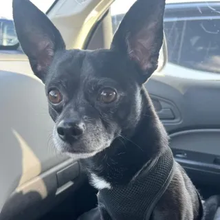 Tate Small black dog