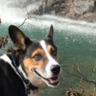 brown and white dog