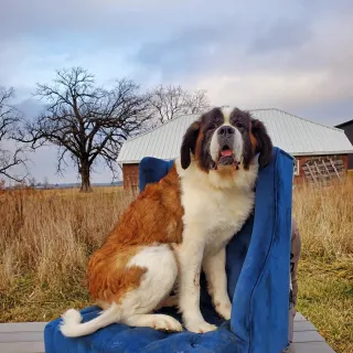 saint bernard on chair