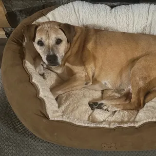 brown dog laying in bed