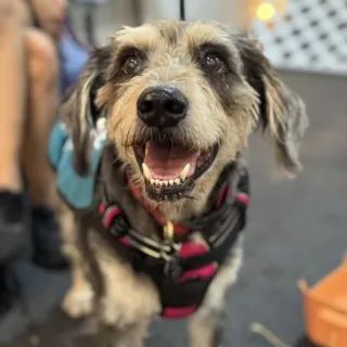 smiling dog smiling dog