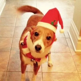 Apple in Santa hat dog with Santa hat