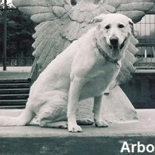 Arbor