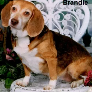 Brandie