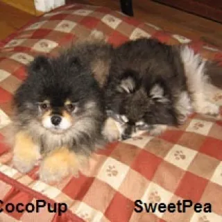 Cocopup