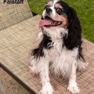 Falstaff