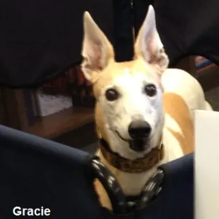 Gracie