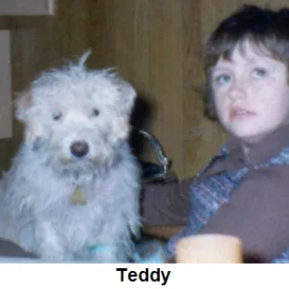 Teddy