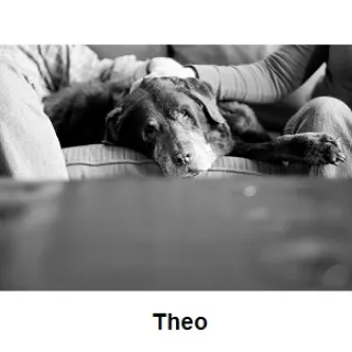 Theo