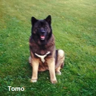 Tomo