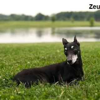 Zeus