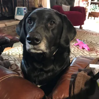 black dog with grey muzzle