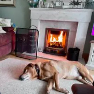 dog in front of a fire